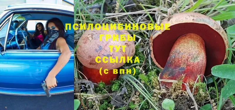 Псилоцибиновые грибы Cubensis  Егорьевск 